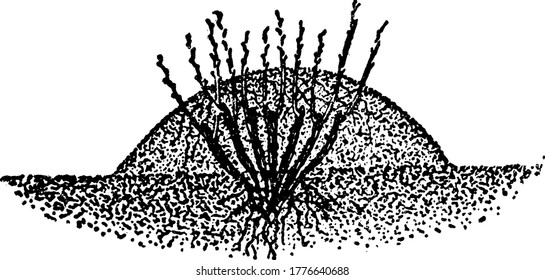 Bild der Bodenverlegung für kleine Zweige von Stielen, Vintage-Linien-Zeichnung oder Gravitation-Illustration.
