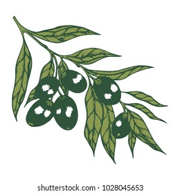 image of olive branches with olives in retro style, vector illustration