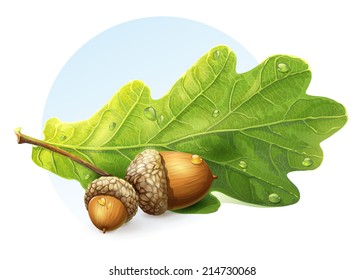 image on white background autumn acorns with green leaf