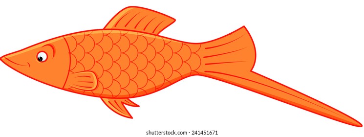 image of orange platy on isolated background