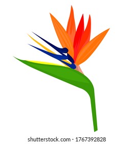 Image of orange wildflower from South America, isolated illustration element. Vector illustration of tropical flower called crane flower, bird of paradise or strelitzia reginae.