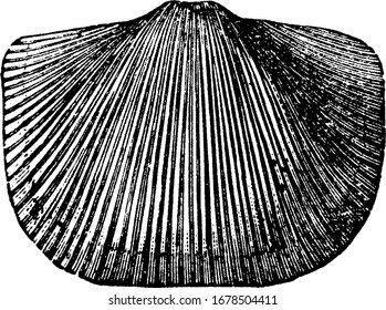 it is image of orthis mollusk, it is type of a shell formed in square shape, vintage line drawing or engraving 