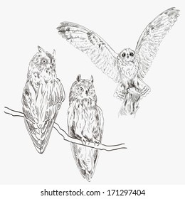 image of an owl in the hunt. vector sketch