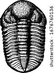 it is an image of pacops articulate, it is of ancient times, showing bones of it, it is of ovule shape, vintage line drawing or engraving 