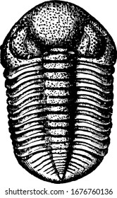 it is an image of pacops articulate, it is of ancient times, showing bones of it, it is of ovule shape, vintage line drawing or engraving 