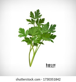 Image of parsley fresh leaves spice plant . Isolated bunch of parsley on vignette background. Lettering Parsley. Herb vector elements for web design. Vector illustration.