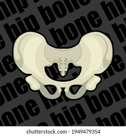 Image of a part of a human skeleton. Anatomical image. Of the hip bone. Vector illustration.
