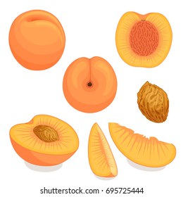 An image of a peach from different directions. Vector illustration. Whole, half and sliced peach with bone.