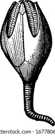 it is image of pentremites radiate, the diagram in the image is of spindle shape from upside and narrow to downside, vintage line drawing or engraving 