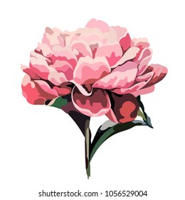 the image of a peony in color. Vector