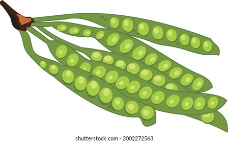 image of petai fruit for design