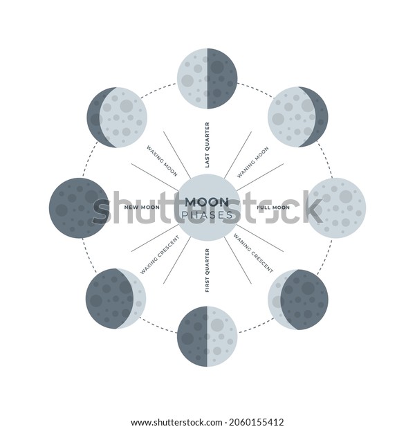 Image of the phases of the moon isolated on\
a white background. Full, new, waning, waxing moons. Vector stock\
illustration.