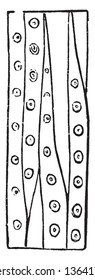 An image of pine wood internal structure, There are vertical lines on that pine shaving and some points in those column, vintage line drawing or engraving illustration.