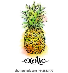 Image of pineapple fruit and lettering exotic on white background with watercolor stains. Print t-shirt, graphic element for your design. Vector illustration.