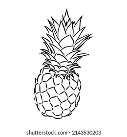 Image of pineapple fruit. Vector black and white illustration.