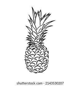 Image of pineapple fruit. Vector black and white illustration.
