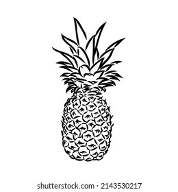 Image of pineapple fruit. Vector black and white illustration.