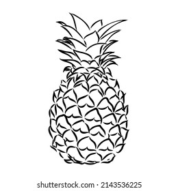 Image of pineapple fruit. Vector black and white illustration.