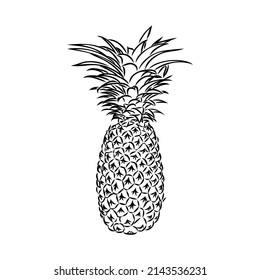 Image of pineapple fruit. Vector black and white illustration.