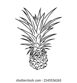 Image of pineapple fruit. Vector black and white illustration.