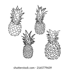 Image of pineapple fruit. Vector black and white illustration.