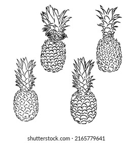 Image of pineapple fruit. Vector black and white illustration.