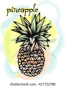 Image of pineapple fruit. Vector  hand draw illustration.