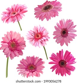 Image of a pink gerbera. Digital clipart. Flowers. Bouquet.Vector