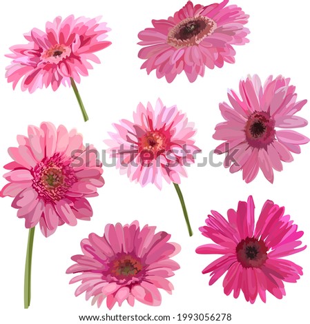 Image of a pink gerbera. Digital clipart. Flowers. Bouquet.Vector
