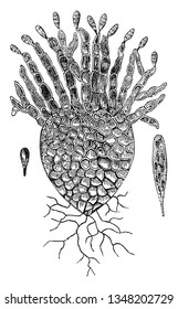 An image of the Pistia. The roots are seem to be floating below the water level and leaves at the level of the water, vintage line drawing or engraving illustration.