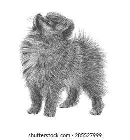 Image of Pomeranian hand drawn vector