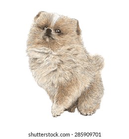 Image of Pomeranian hand drawn vector