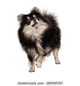 Image of Pomeranian hand drawn vector