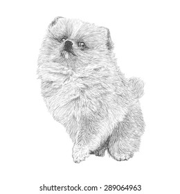 Image of Pomeranian hand drawn vector