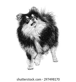 Image of Pomeranian hand drawn vector