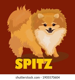 Image of a Pomeranian on a brown background with the inscription Spitz