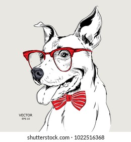 Image Portrait bulldog in the cravat and with glasses. Vector illustration.