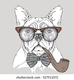 Image Portrait bulldog in the cravat and glasses with  tobacco pipe. Vector illustration.
