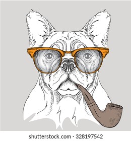 Image Portrait bulldog in the glasses with  tobacco pipe. Vector illustration.