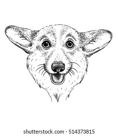Image Portrait dog. Vector illustration