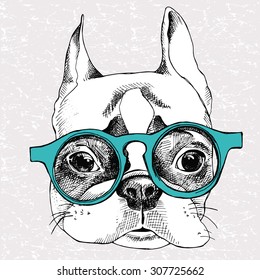 Image Portrait of French bulldog in glasses. Vector illustration.