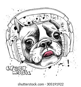 Image Portrait of French bulldog with headphones. Vector illustration.