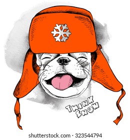Image Portrait of a French Bulldog in red winter hat with Ear Flaps. Vector illustration.