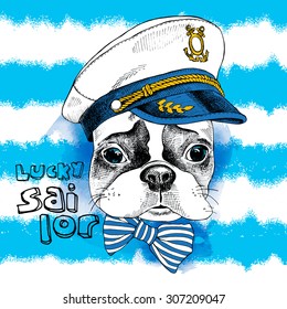 Image Portrait of French bulldog in a sailor's cap and tie on blue striped background. Vector illustration.
