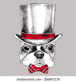 Image Portrait of French bulldog in a top hat and tie. Vector illustration.