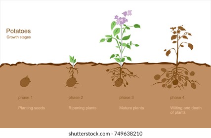 Image of potato growth stages from seed to finished crop. Vector Image. All elements on layers. It can be used in any advertising.