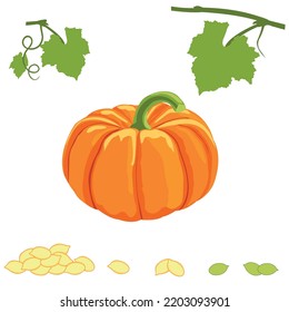 Image of pumpkin, pumpkin leaf, pumpkin seeds peeled for halloween.