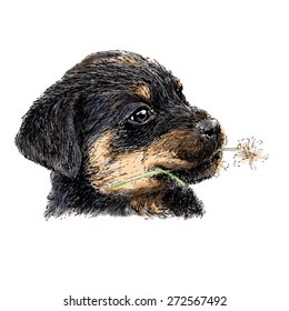 Image of puppy Rottweiler hand drawn vector