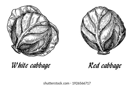 Imagen de cabezas de col moradas y blancas en forma de boceto sobre fondo con verduras de estilo retro de arte lineal. Dibujo o ilustración de la línea vintage de col blanca y roja. Ilustración del vector