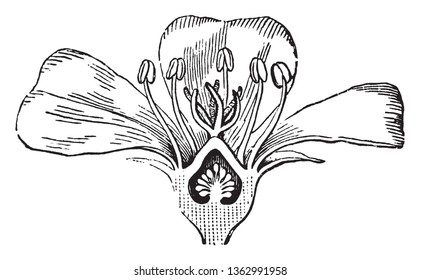 An image of Purslane flower. In that picture shown are calyx, petals, and stamens adnate to lower half of ovary. They are all parts of flower, vintage line drawing or engraving illustration.